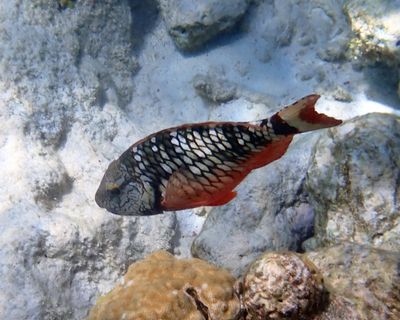 immature Stoplight Parrotfish - Sparisoma viride
