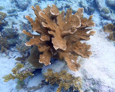  Elkhorn Coral - Acropora palmata