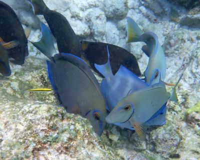Caribbean Ocean Surgeonfish - A Ccanthurus tractus
