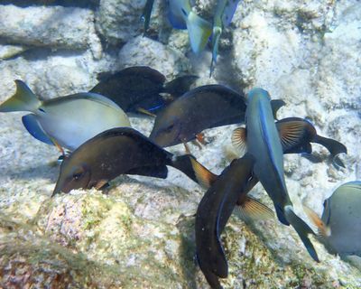 Caribbean Ocean Surgeonfish - A Ccanthurus tractus
