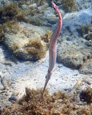 Western Atlantic Trumpetfish - Aulostomus maculatus