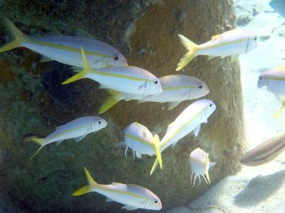 Yellow Goatfish - Mulloidichthys martinicus