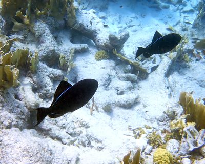 Black Triggerfish - Melichthys niger