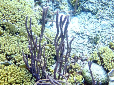 Yellow Pencil Coral - Madracis auretenra