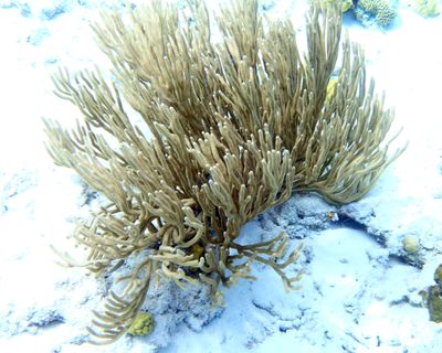 Knobby Sea Rods - Genus Eunicea
