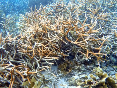 Staghorn Coral - Acropora cervicornis