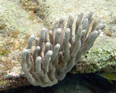 Knobby Sea Rods - Eunicea sp.
