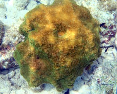 Orbicella sp. coral