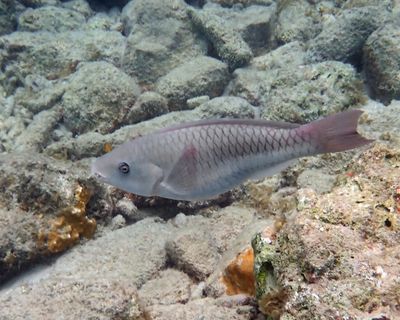 immature Queen Parrotfish - Scarus vetula