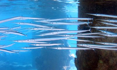 Keeltail Needlefish - Platybelone argalus