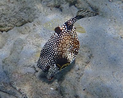 Smooth Trunkfish - Lactophrys triqueter