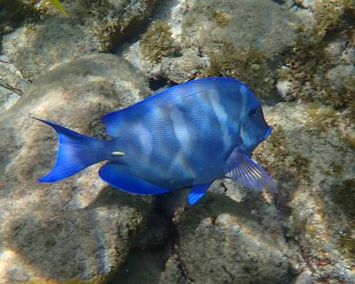 Atlantic Blue Tang - Acanthurus coeruleus