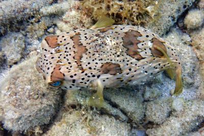 Longspined Porcupinefish - Diodon holocanthus