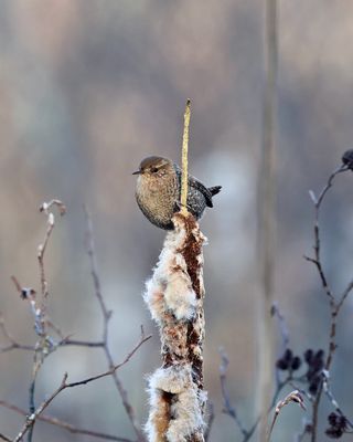 Winter Wren - Troglodytes hiemalis