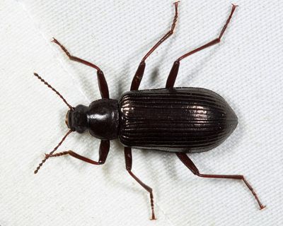 Darkling Beetles - Subfamily Stenochiinae