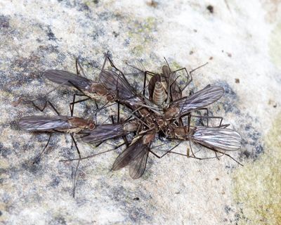Dance Flies - Empididae