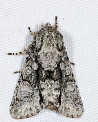 10019 - Figure-Eight Sallow - Psaphida resumens