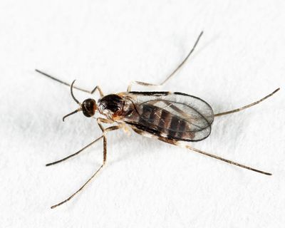 Gall Midges - Cecidomyiidae