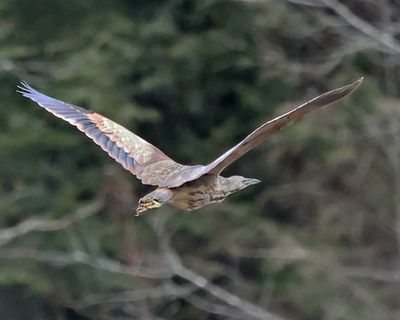 Backyard Wildlife