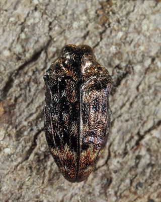 Metallic Wood-boring Beetles - Genus  Brachys