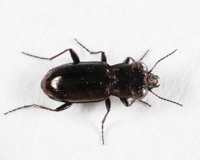 Ground Beetles - Subfamily Nebriinae