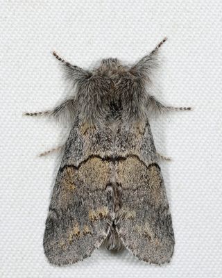 Moths Hodges 0001-11233