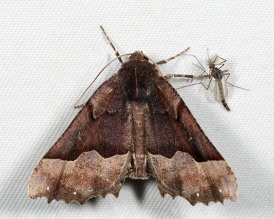 Moths April