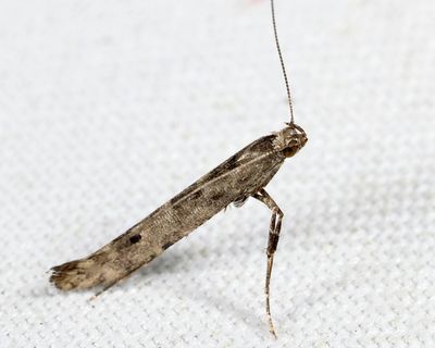 0640 - Caloptilia strictella