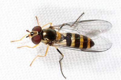 Syrphid Flies - tribe Syrphini