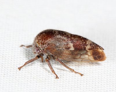 Ophiderma salamandra