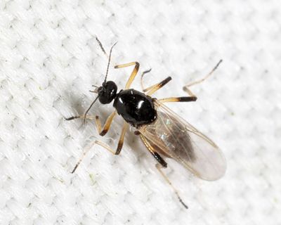 Mallochohelea albibasis
