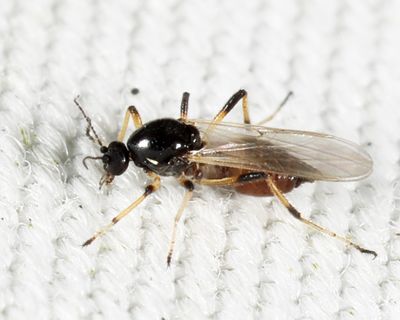 Mallochohelea albibasis