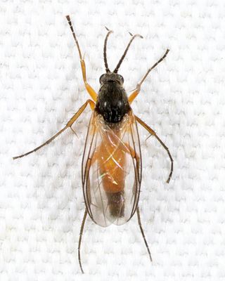 Docosia dichroa