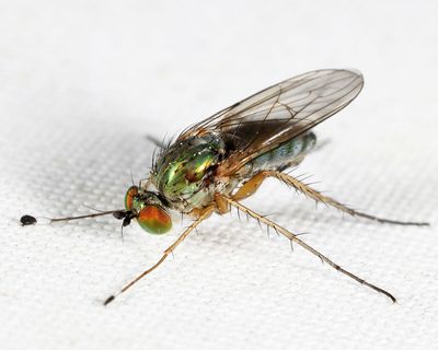 Dolichopus eudactylus