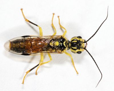 Webspinning and Leafrolling Sawflies - Pamphiliidae