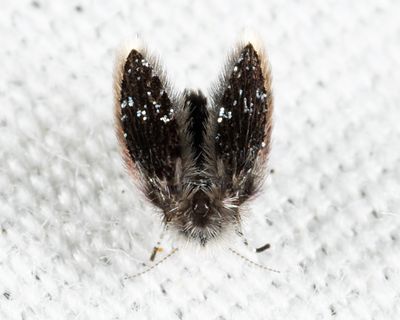 Mothflies - Psychodidae
