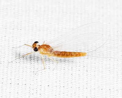 Spiny Crawler Mayflies - Ephemerellidae