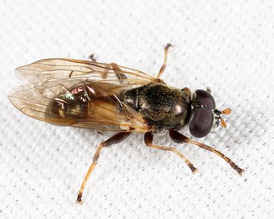 Syrphid Flies - tribe Brachyopini