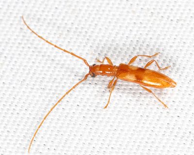Four-spotted Hickory Borer - Heterachthes quadrimaculatus