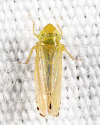 Leafhoppers genus Cosmotettix
