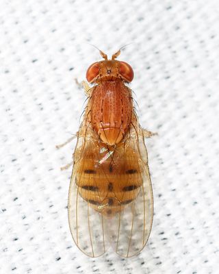 Poecilominettia valida group