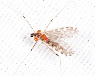 Erioptera needhami