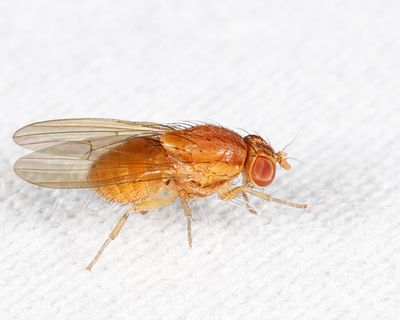 Poecilominettia puncticeps