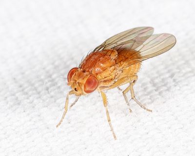Poecilominettia puncticeps