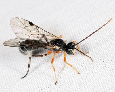 Smicroplectrus sp.?