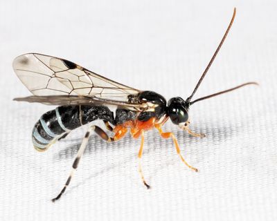 Ichneumon Wasps - Tryphoninae