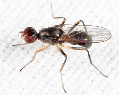 Black Scavenger Flies - Sepsidae