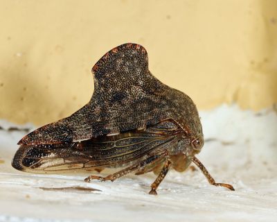 Telamona spreta