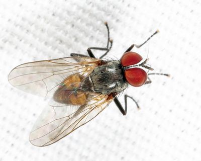 Fannia difficilis