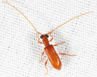 Red Long-horned Beetle - Obrium rufulum